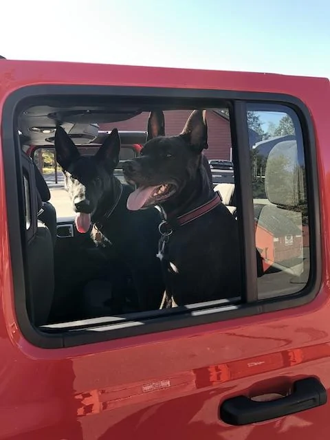Jeep Gladiator Glad(iator) Dogs! Let's see 'em! Y6oCWPt