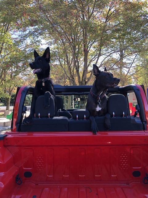 Jeep Gladiator Glad(iator) Dogs! Let's see 'em! naUicZJ