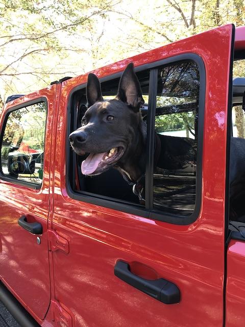 Jeep Gladiator Glad(iator) Dogs! Let's see 'em! ooJ1TJu