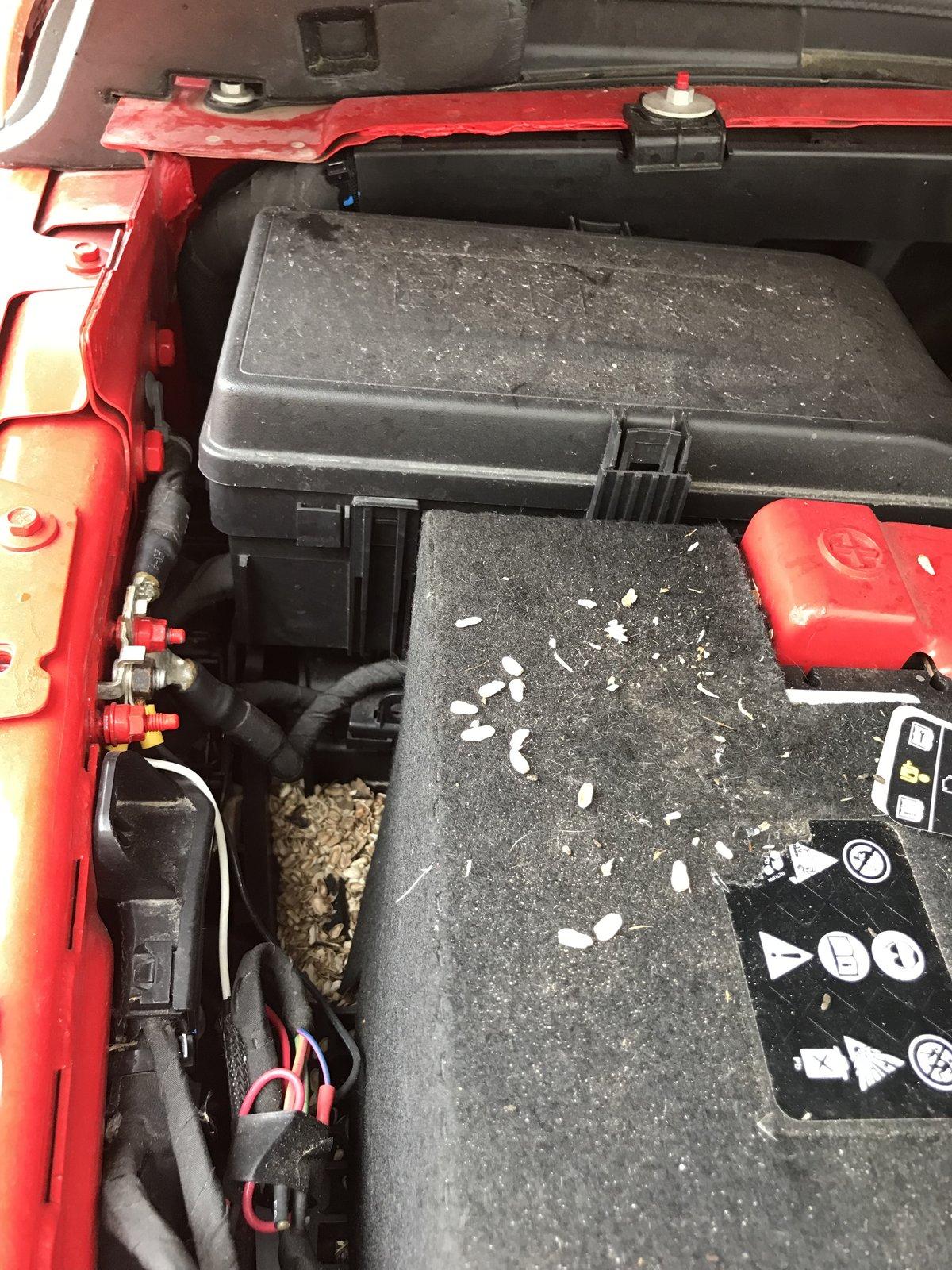 Jeep Gladiator Mice in the cab IMG_3932.JPG