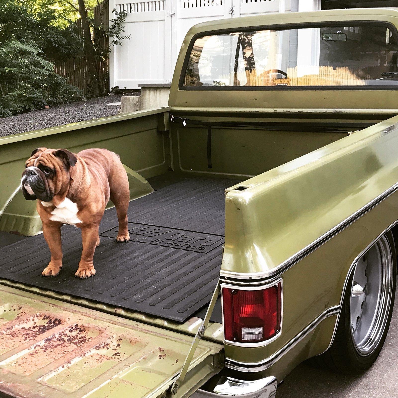 Jeep Gladiator Glad(iator) Dogs! Let's see 'em! 743AD2BD-C9C8-48D0-ABDA-CEAA3D6DA8E1