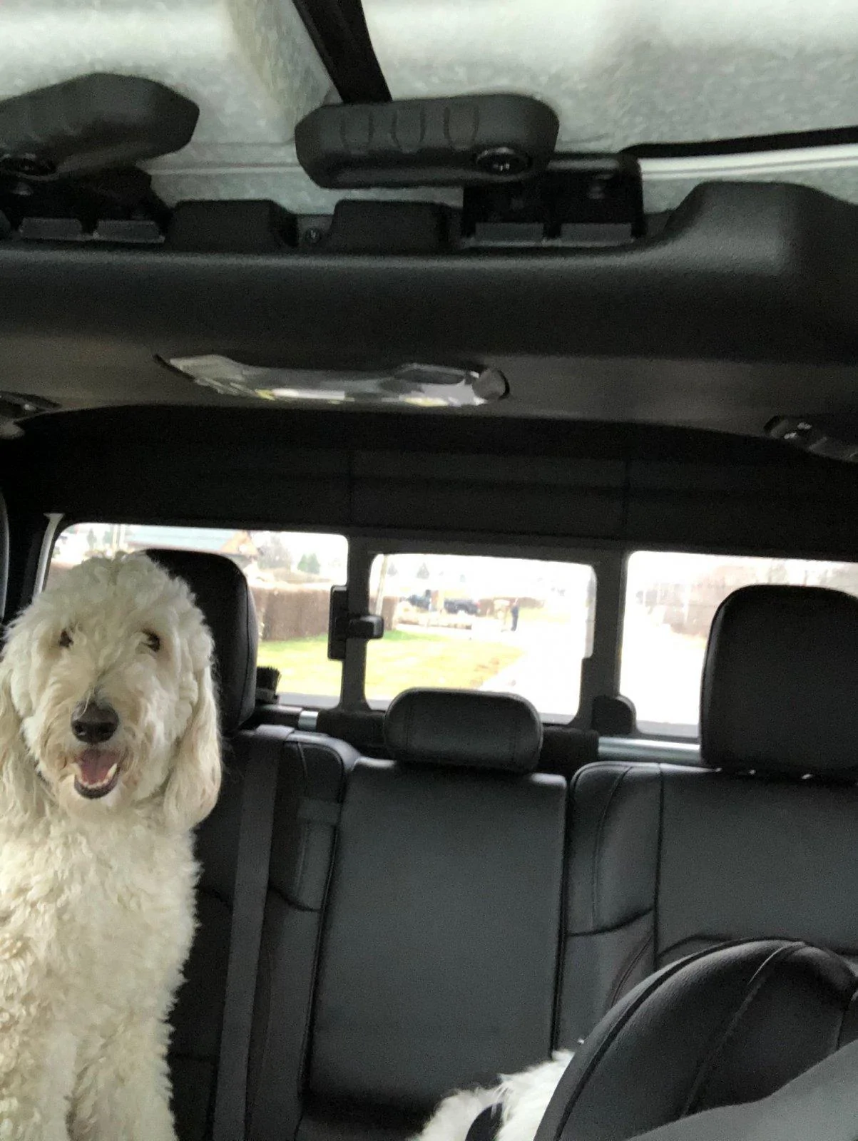 Jeep Gladiator Glad(iator) Dogs! Let's see 'em! 07505F9C-0915-46B6-A29A-63B03740BBE7