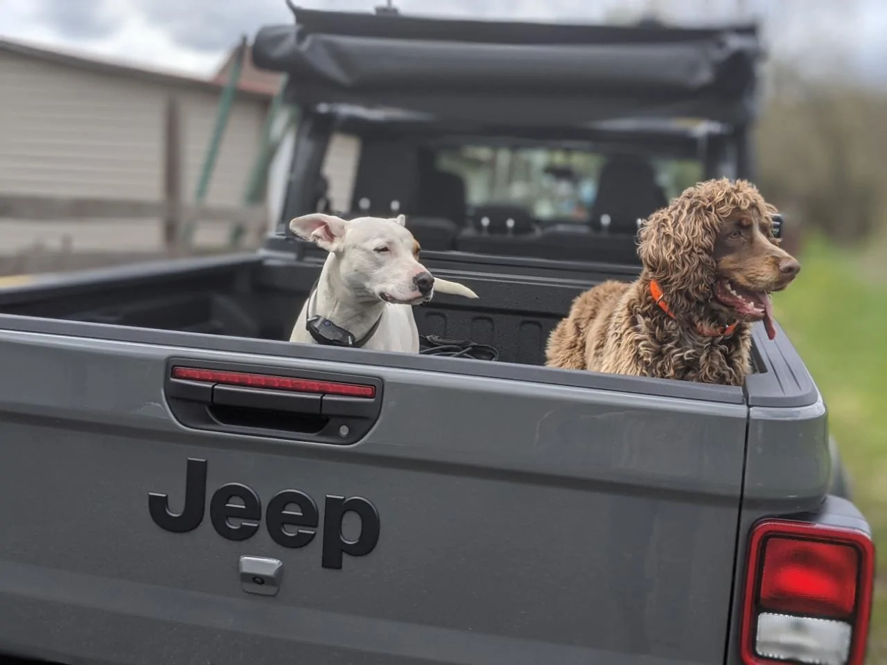 Jeep Gladiator Glad(iator) Dogs! Let's see 'em! image000000_07