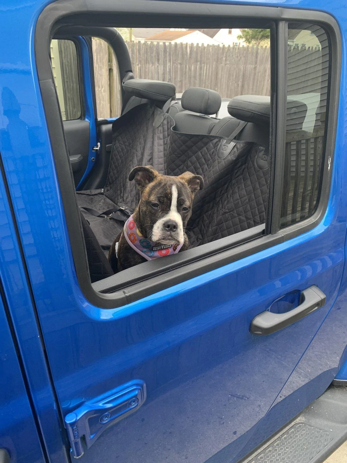 Jeep Gladiator Glad(iator) Dogs! Let's see 'em! 95FCC98A-F253-4593-9712-F4DCD75E3542
