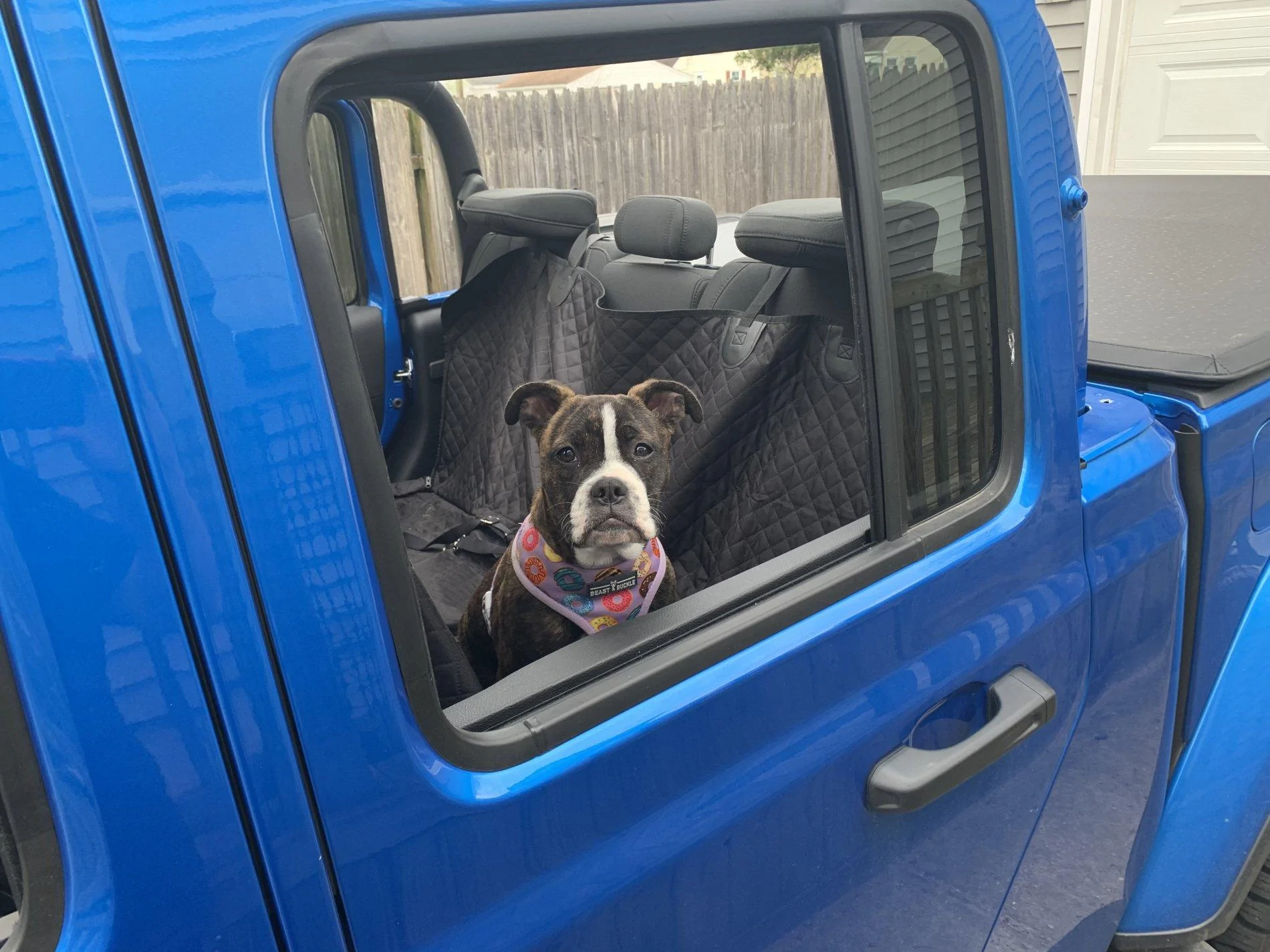 Jeep Gladiator Glad(iator) Dogs! Let's see 'em! 52A4B0A5-AFD7-4A16-8493-DEB5B55DBD99