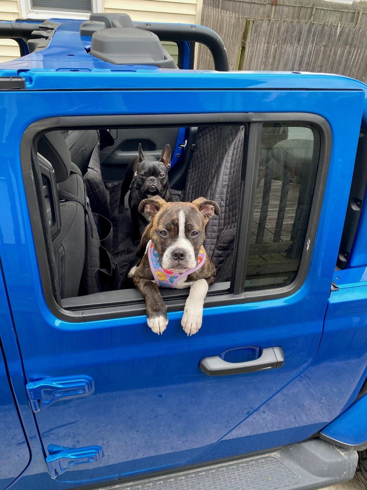Jeep Gladiator Glad(iator) Dogs! Let's see 'em! 1A47D609-CCE3-4C36-8EA9-118914F478CC