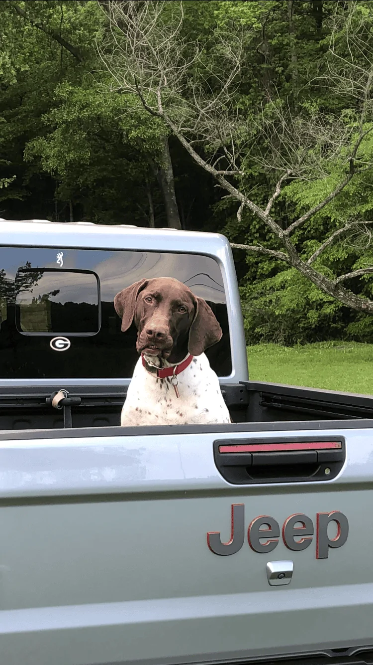 Jeep Gladiator Glad(iator) Dogs! Let's see 'em! CDBA284D-B135-4E06-B26D-CD42851F87B8