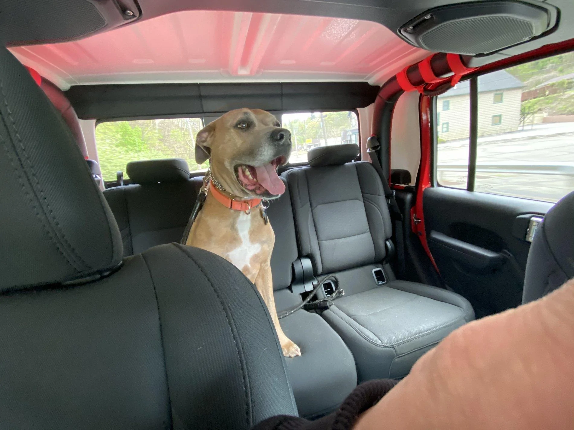 Jeep Gladiator Glad(iator) Dogs! Let's see 'em! A9AF4D71-B633-4871-B4AE-706D7E9DF8E4