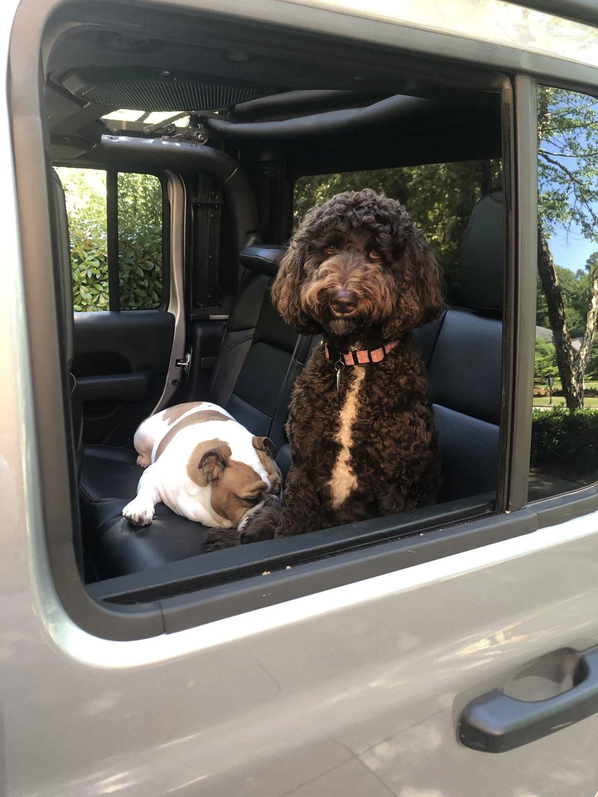 Jeep Gladiator Glad(iator) Dogs! Let's see 'em! 34FCED0E-AA8D-4909-A39E-E64FBA9CD21B