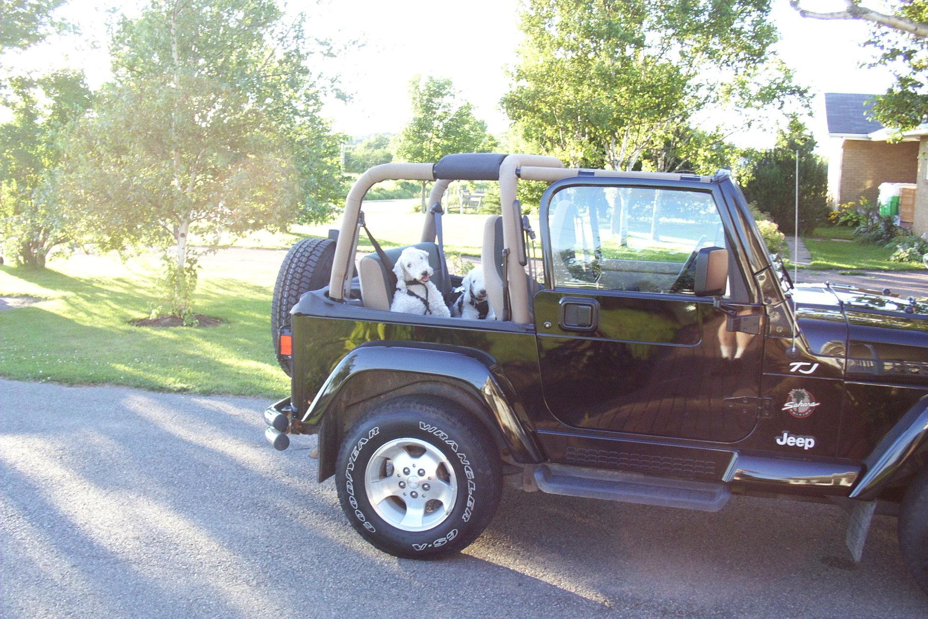 Jeep Gladiator Glad(iator) Dogs! Let's see 'em! DCP_0946