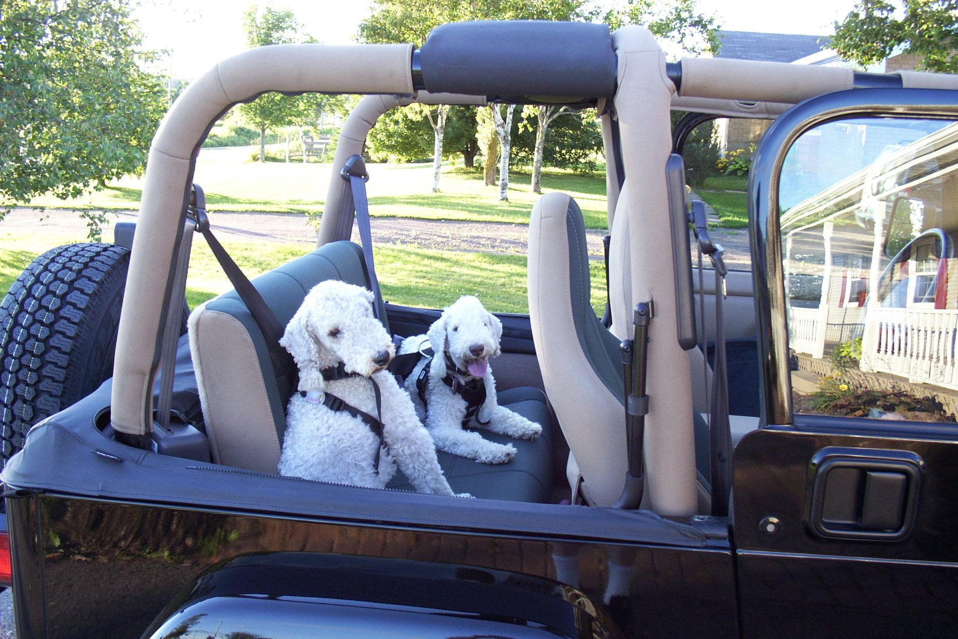 Jeep Gladiator Glad(iator) Dogs! Let's see 'em! DCP_0947