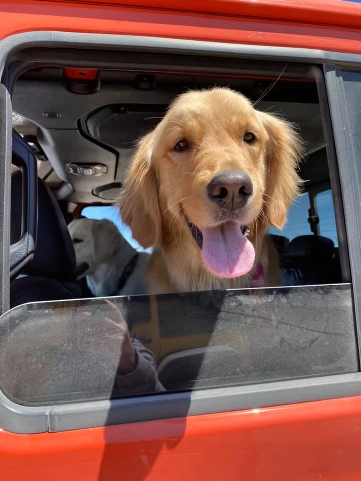 Jeep Gladiator Glad(iator) Dogs! Let's see 'em! 101289340_10157756353143519_2694620712953446400_n