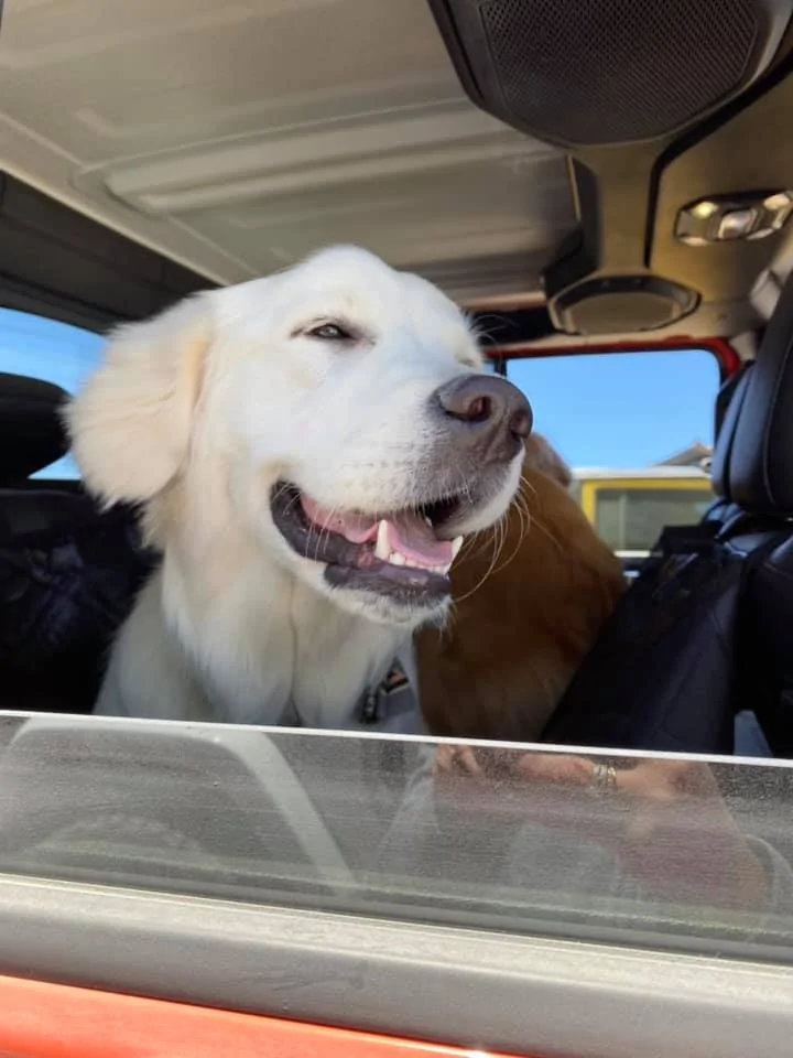 Jeep Gladiator Glad(iator) Dogs! Let's see 'em! 101602398_10157756353373519_7521518132310048768_n