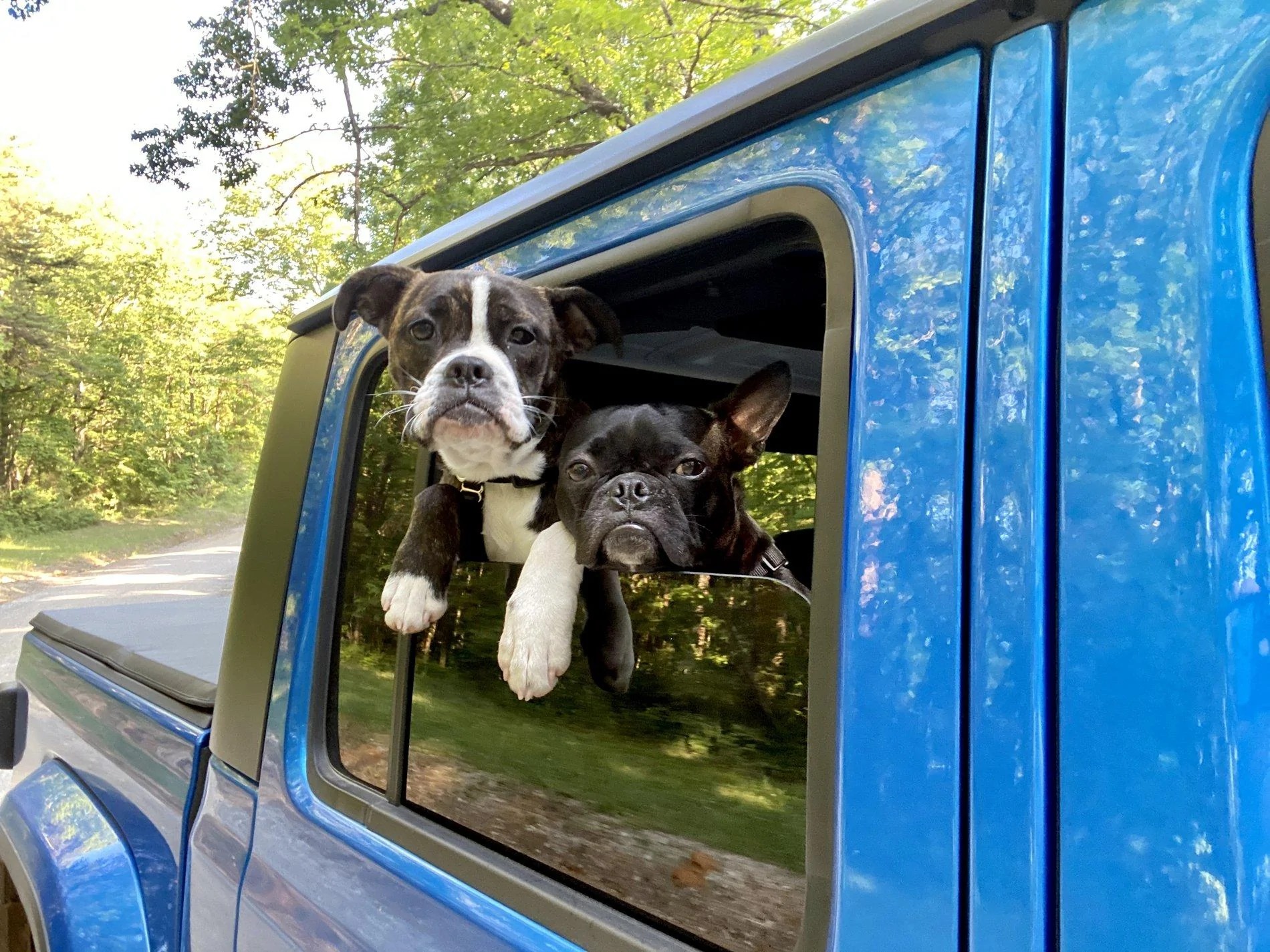 Jeep Gladiator Glad(iator) Dogs! Let's see 'em! F80BABD6-1308-47F1-BEC1-3CE749C23AD5