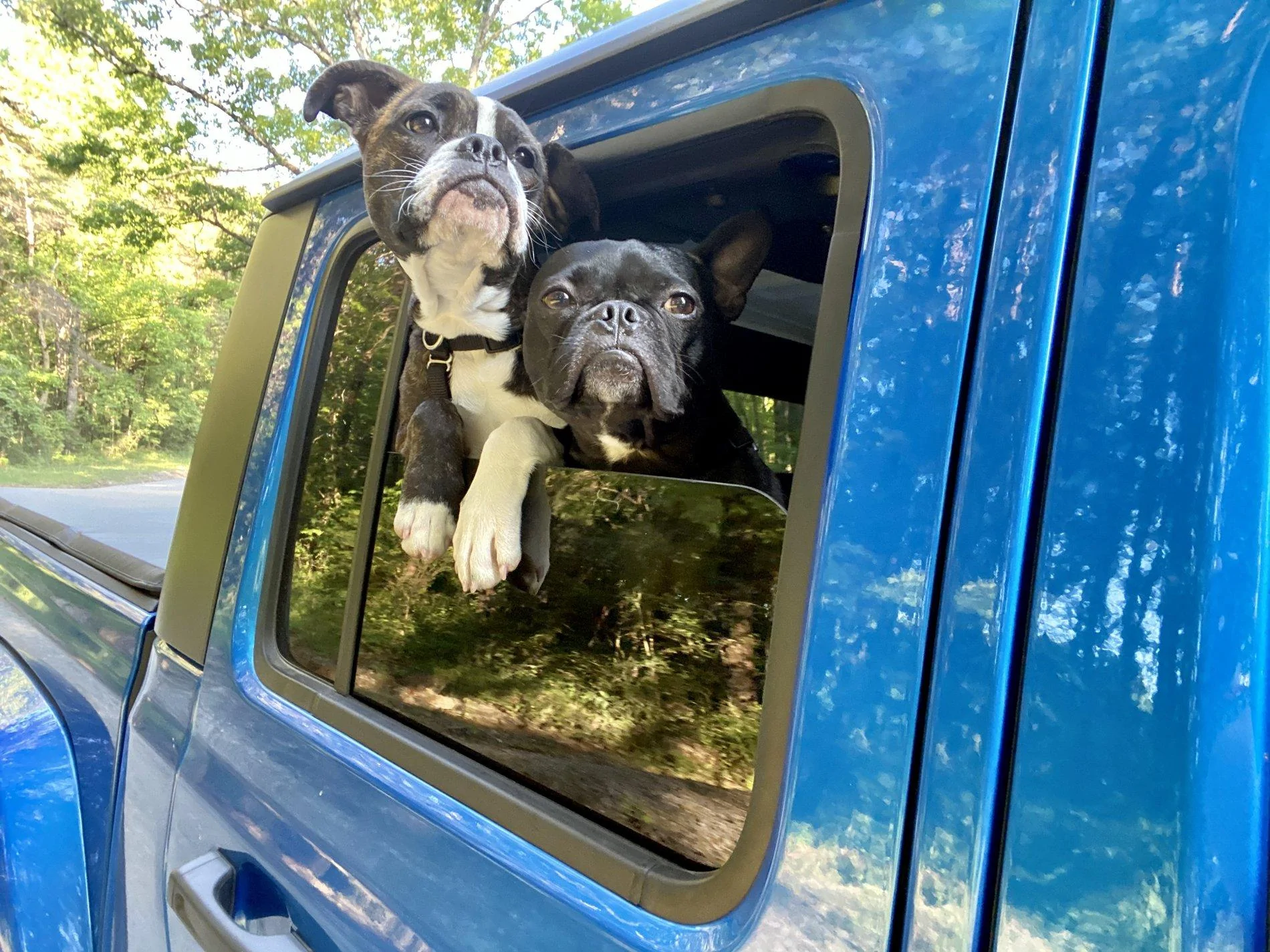 Jeep Gladiator Glad(iator) Dogs! Let's see 'em! 6B9B804F-9779-4BF1-A6CB-38150AA79FD0
