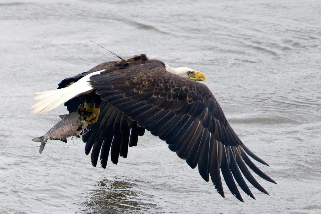 Jeep Gladiator ELECTION 2020 - Gladiator Style adult-male-bald-eagle-named-Nanjemoy-with-fish-1024x683