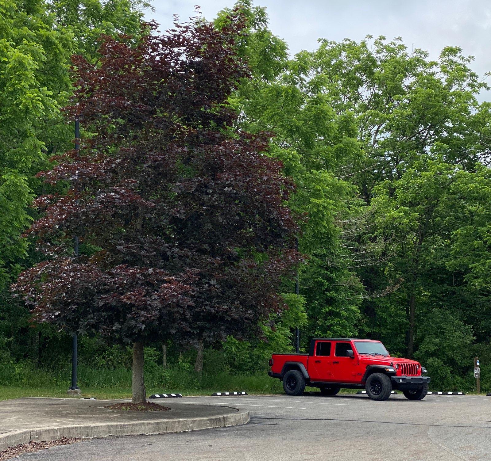 Jeep Gladiator FIRECRACKER RED Gladiator JT Club IMG_1072