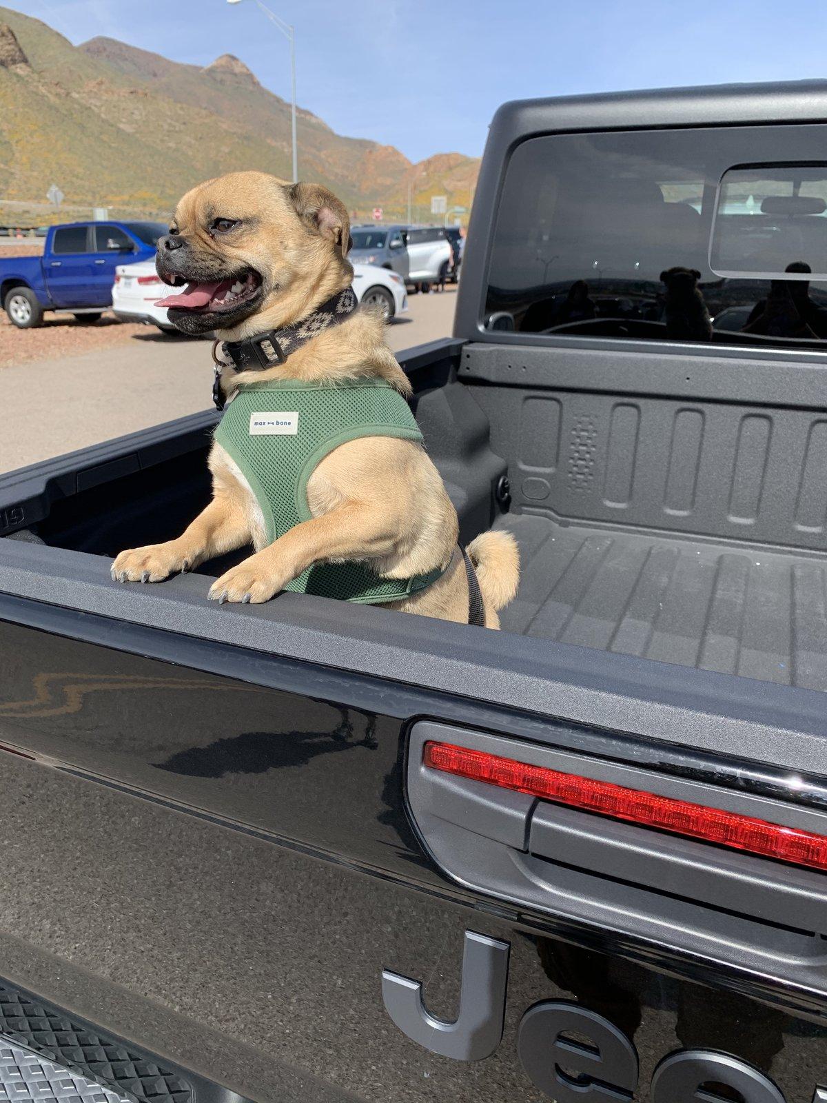 Jeep Gladiator Glad(iator) Dogs! Let's see 'em! 2C5668DB-80E0-4060-B010-BB3EEA78D901