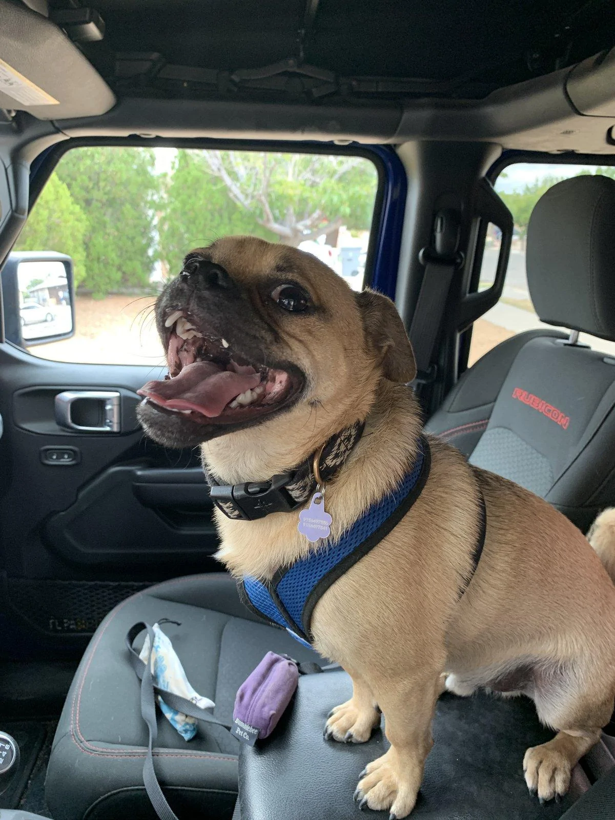 Jeep Gladiator Glad(iator) Dogs! Let's see 'em! FD569005-F9AB-4E1D-8958-224DF49313BD
