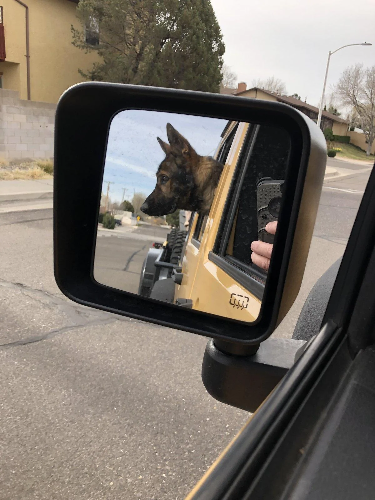 Jeep Gladiator Glad(iator) Dogs! Let's see 'em! A3E7B1B1-34B3-448D-BDD1-D5139FFB547B