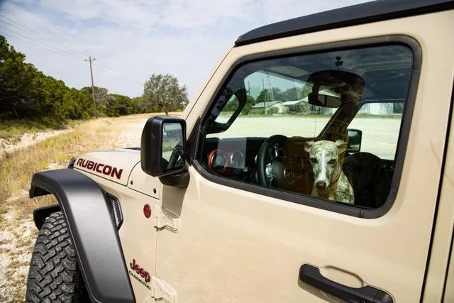 Jeep Gladiator Glad(iator) Dogs! Let's see 'em! IMG_1807