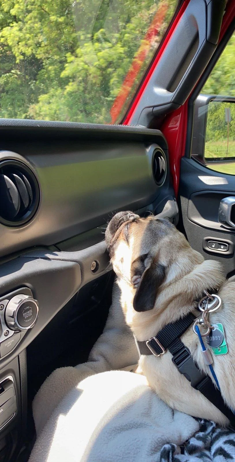 Jeep Gladiator Glad(iator) Dogs! Let's see 'em! IMG_1113