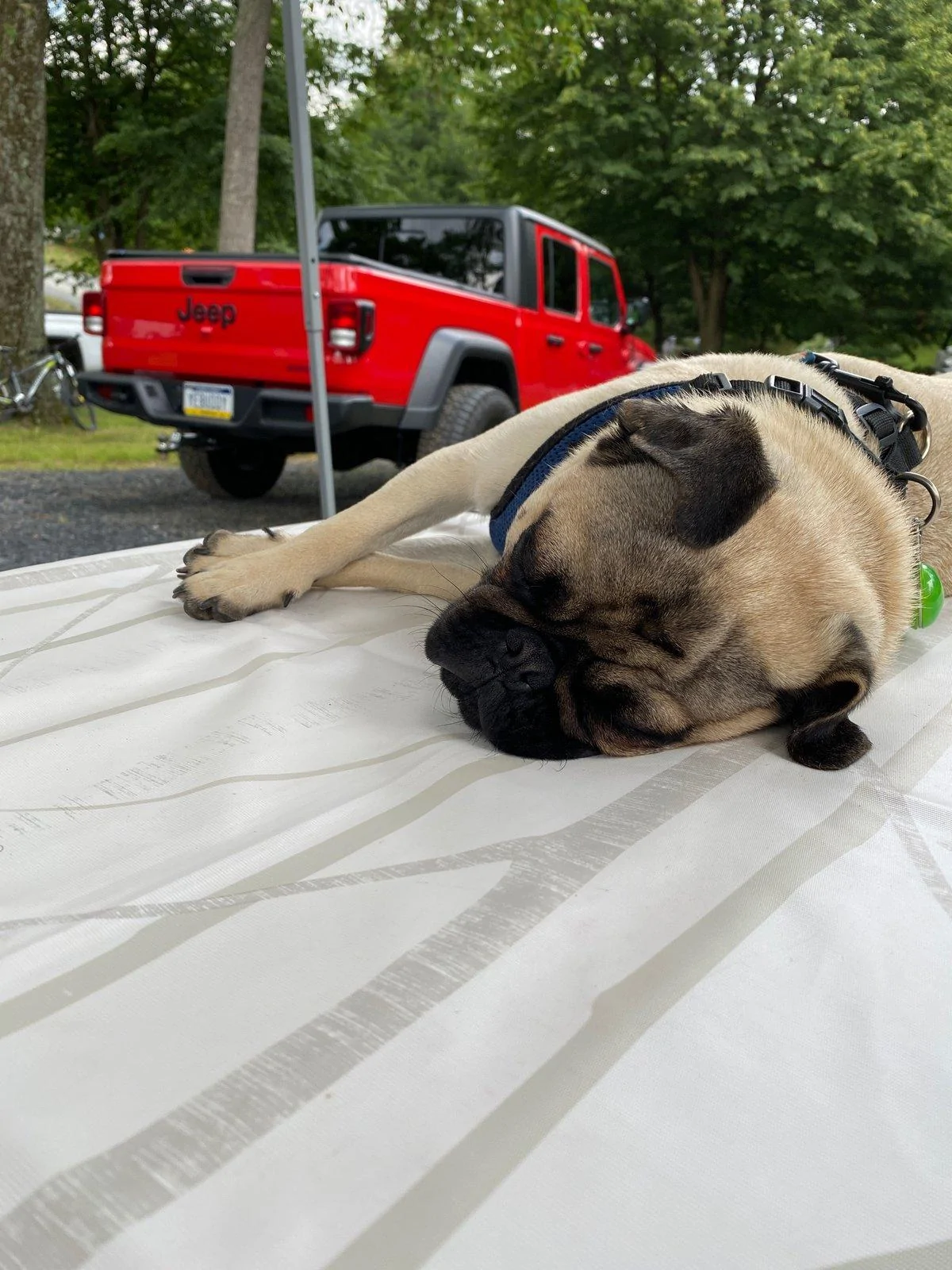 Jeep Gladiator Glad(iator) Dogs! Let's see 'em! 614369085