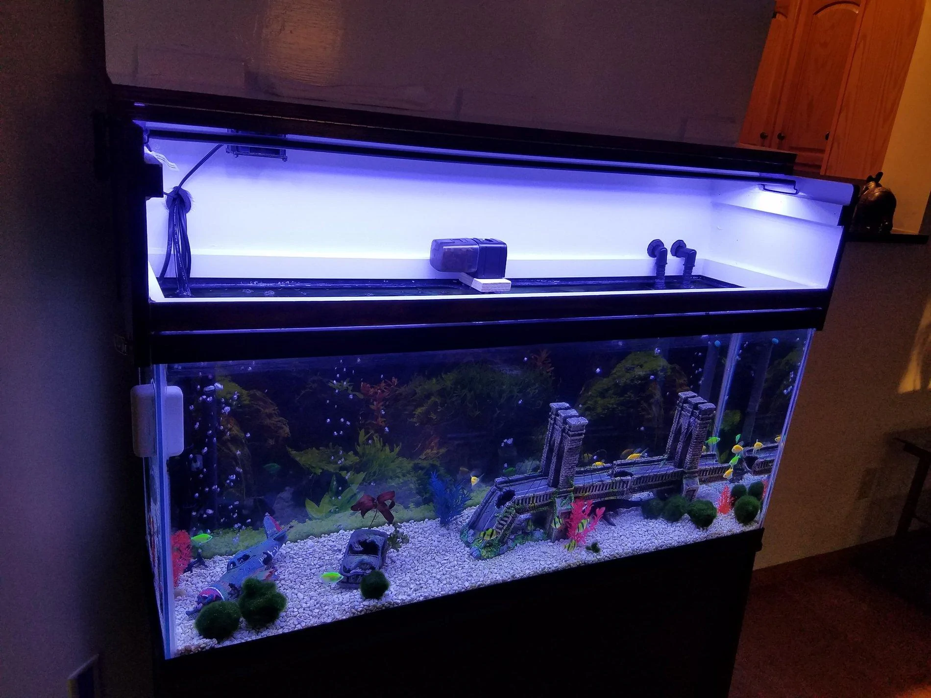 Jeep Gladiator What did you do with plywood today? fish tank from afar