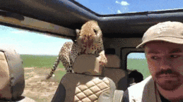 Jeep Gladiator JL Interior Picture Request cheetah_safar