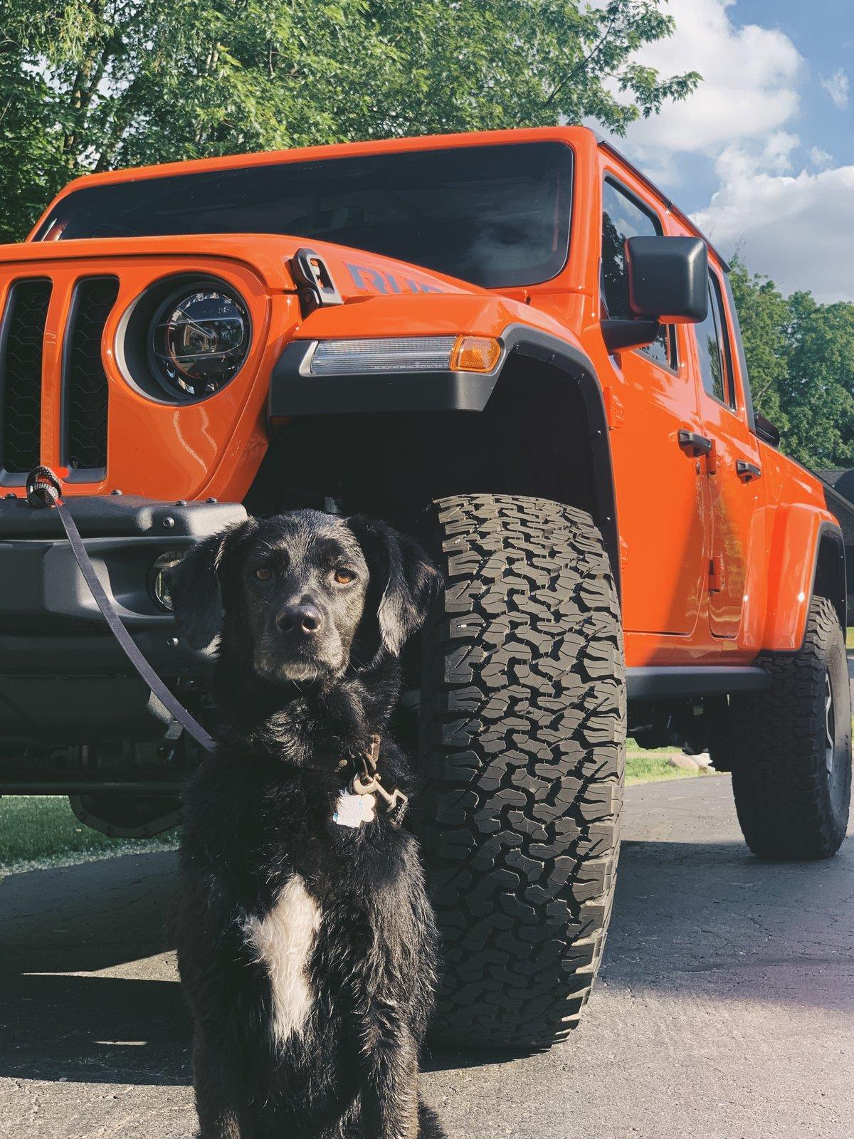 Jeep Gladiator Glad(iator) Dogs! Let's see 'em! 70138916-A68C-41D1-BAA0-2EA6CA77B700