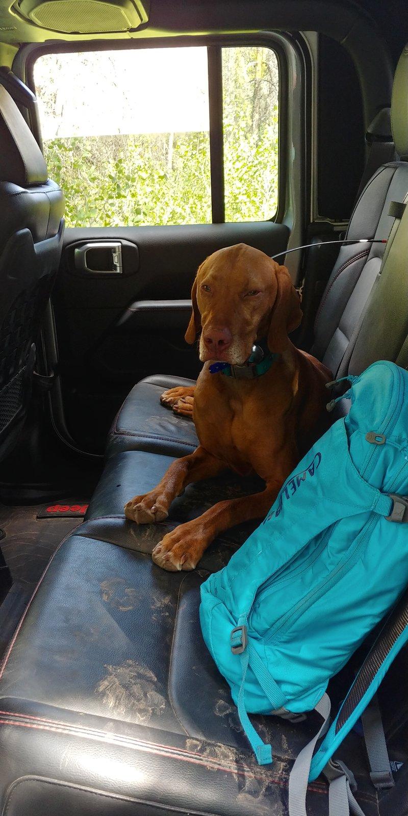 Jeep Gladiator Glad(iator) Dogs! Let's see 'em! 0717201613b_HDR