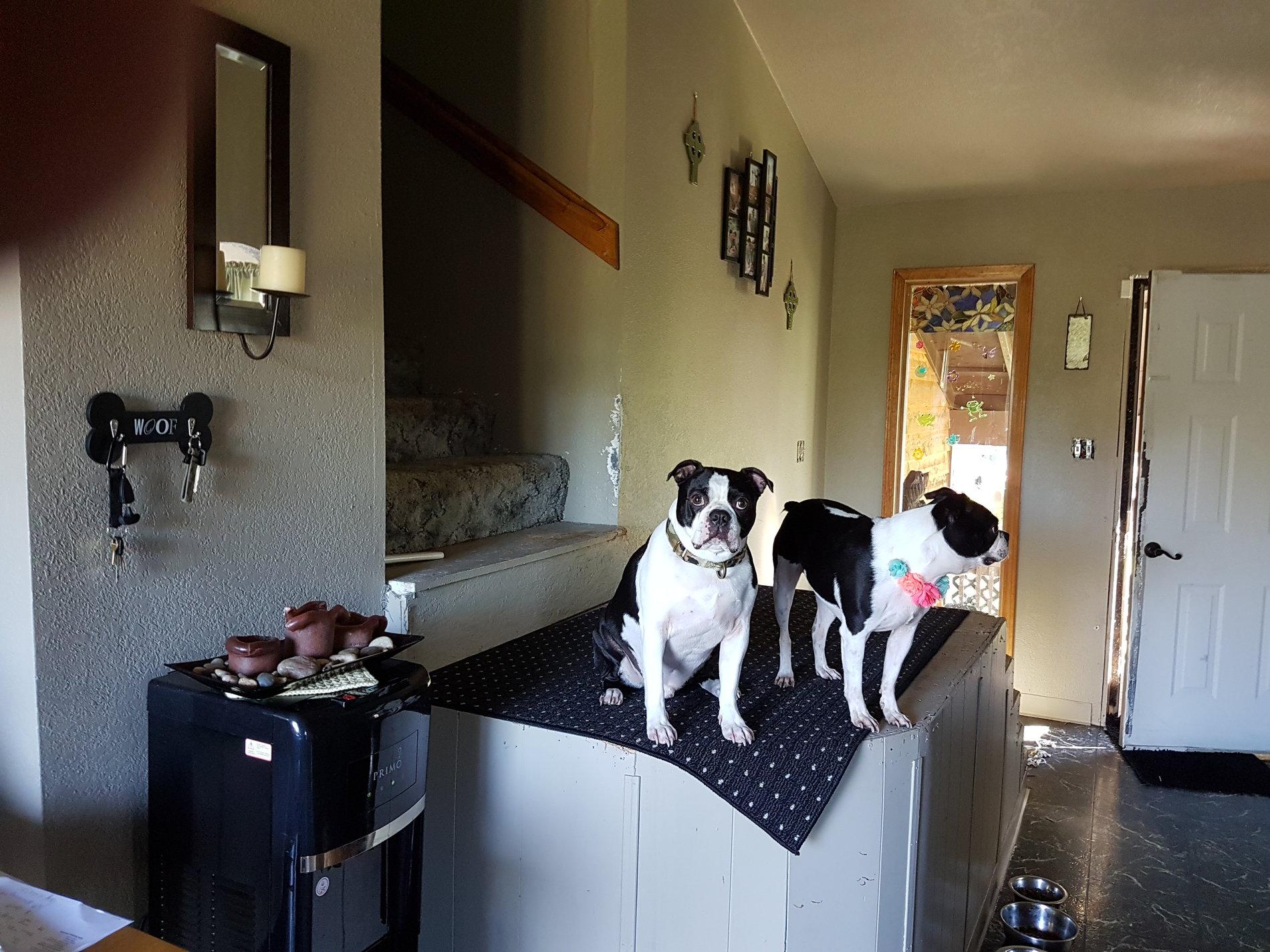 Jeep Gladiator Let’s see your pets cause they are the best companion you can have!!!!! 20160826_135255