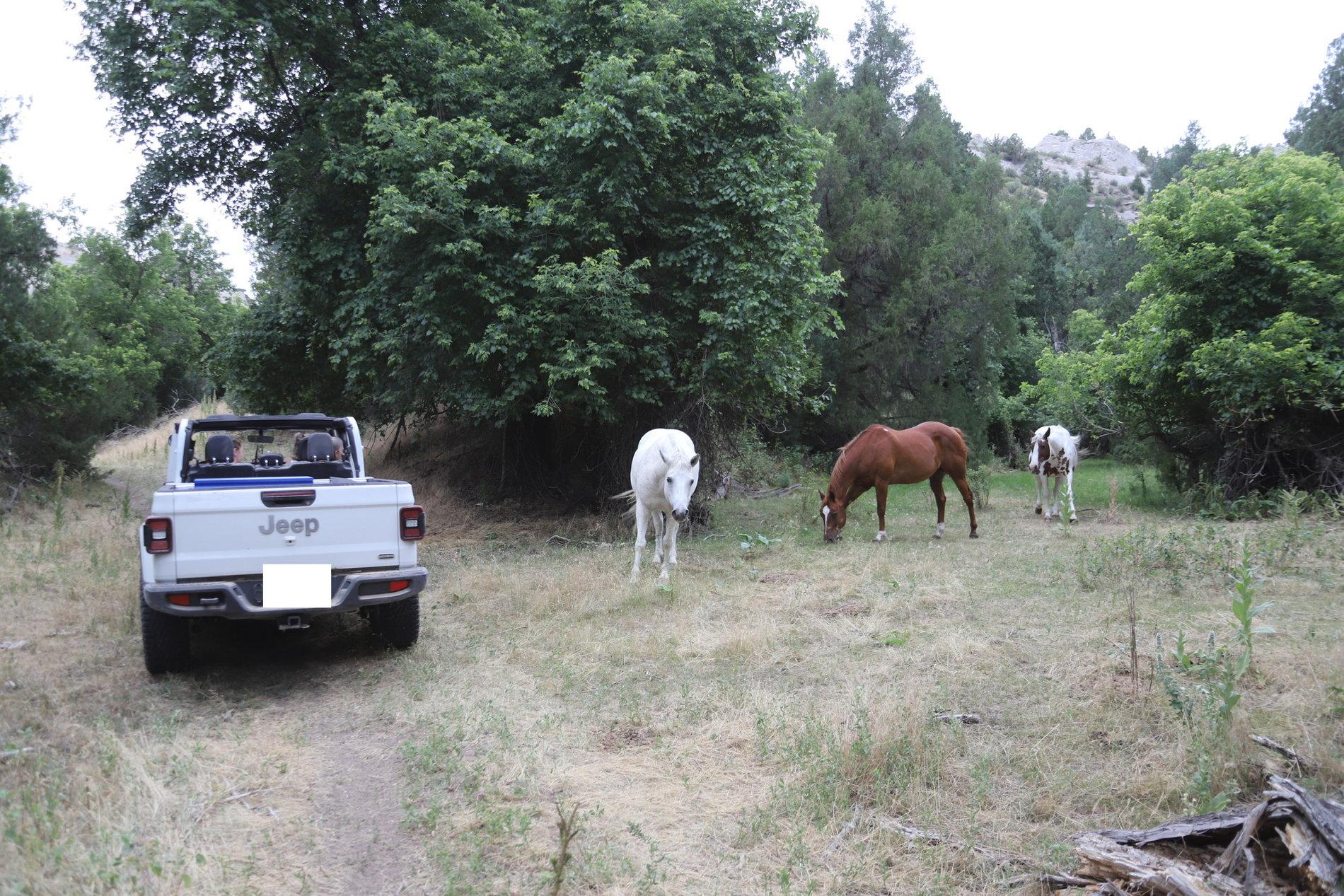 Jeep Gladiator Money shot horses whiteout