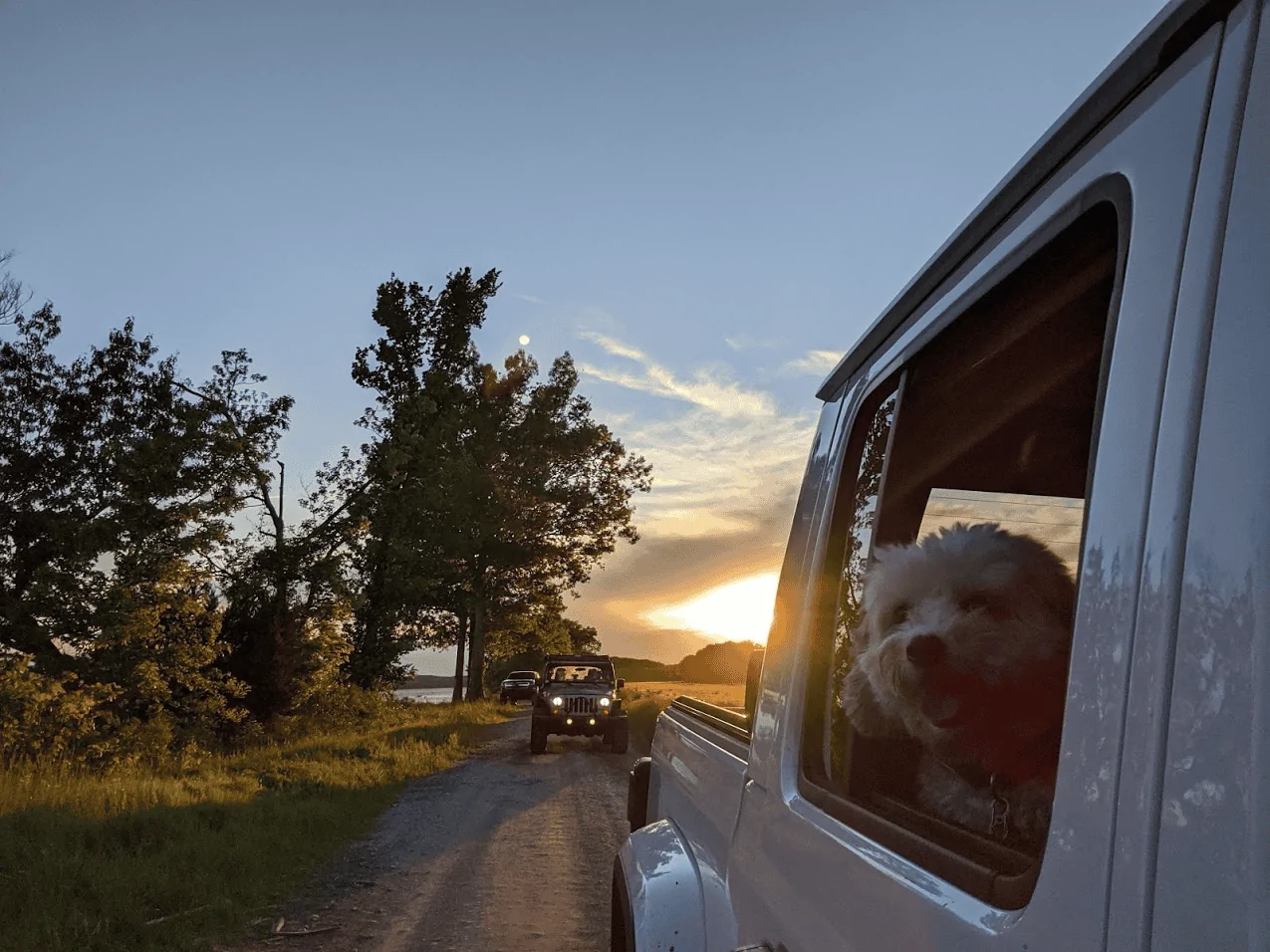 Jeep Gladiator Glad(iator) Dogs! Let's see 'em! 1595510995722