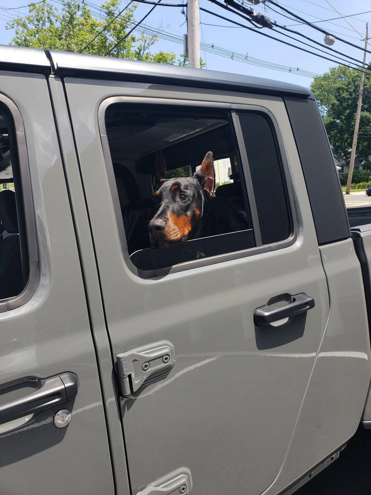 Jeep Gladiator Hauling dogs? What’s your setup? 20200709_124352