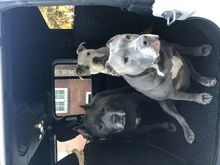 Jeep Gladiator Hauling dogs? What’s your setup? 407621D2-3C9E-42FB-B6C7-FE62384516A8