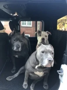 Jeep Gladiator Hauling dogs? What’s your setup? AB71C95F-FA40-45D1-BCEC-BBD21D9354CE