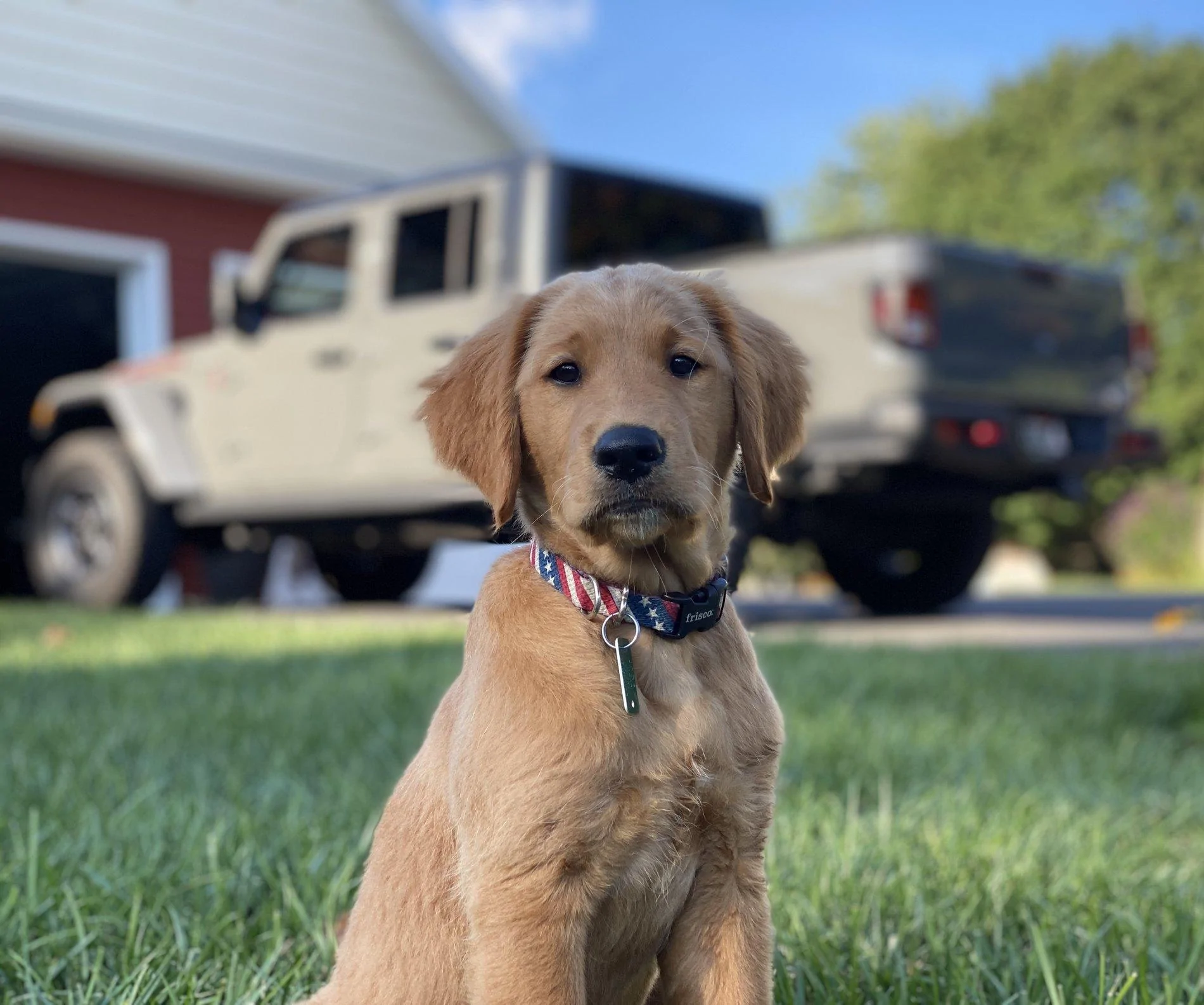 Jeep Gladiator Glad(iator) Dogs! Let's see 'em! 323F1222-B926-491D-AADB-F8F2F01E01FE