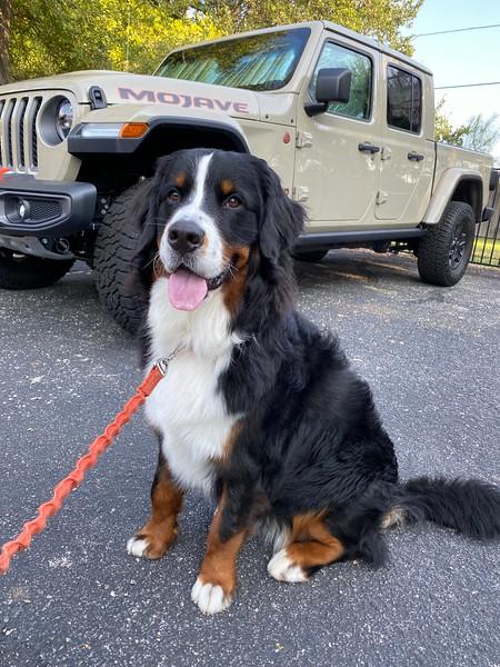 Jeep Gladiator Glad(iator) Dogs! Let's see 'em! i-bvXKLFC-L