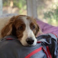 DesertDog