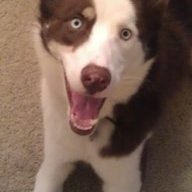 Wolfzgrrl