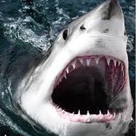 SharkB8