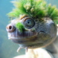 MauiBum
