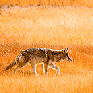 Utahcamera