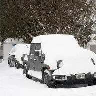 snowbear