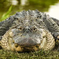 SFCGator