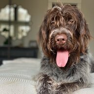 BirdDog