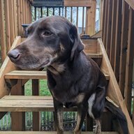 DrDogter