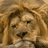 Liontracks
