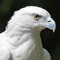 White Eagle